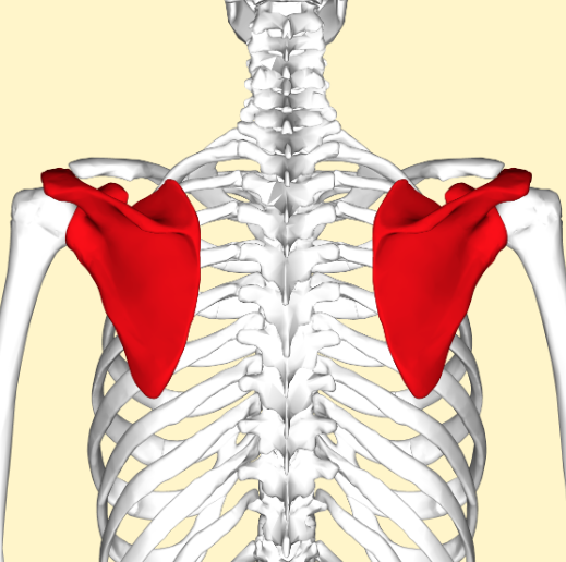 <p>shoulder blade</p>