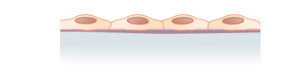 <p>What is the layer and shape of this epithelium? </p>