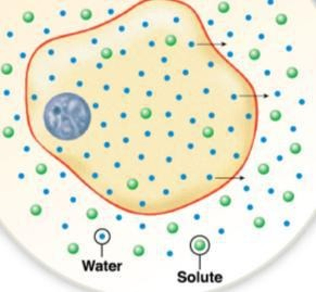 <p>Movement of molecules from an area of high concentration to an area of low concentration.</p>