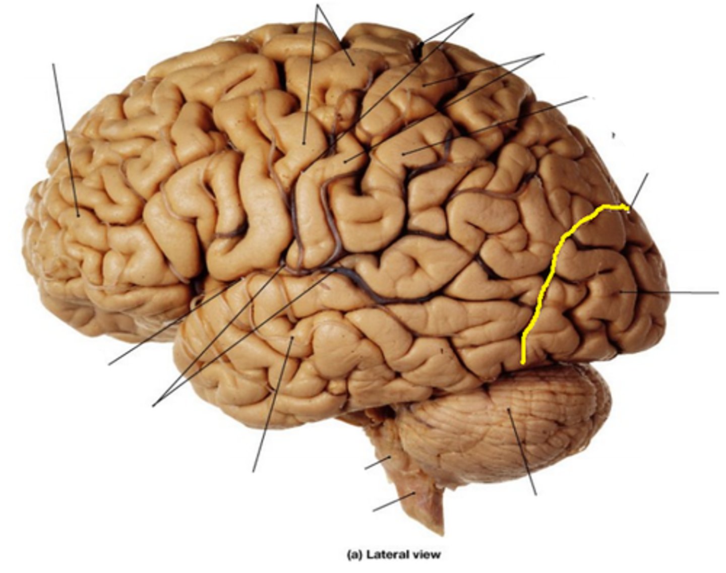 <p>separates occipital and parietal lobes</p>