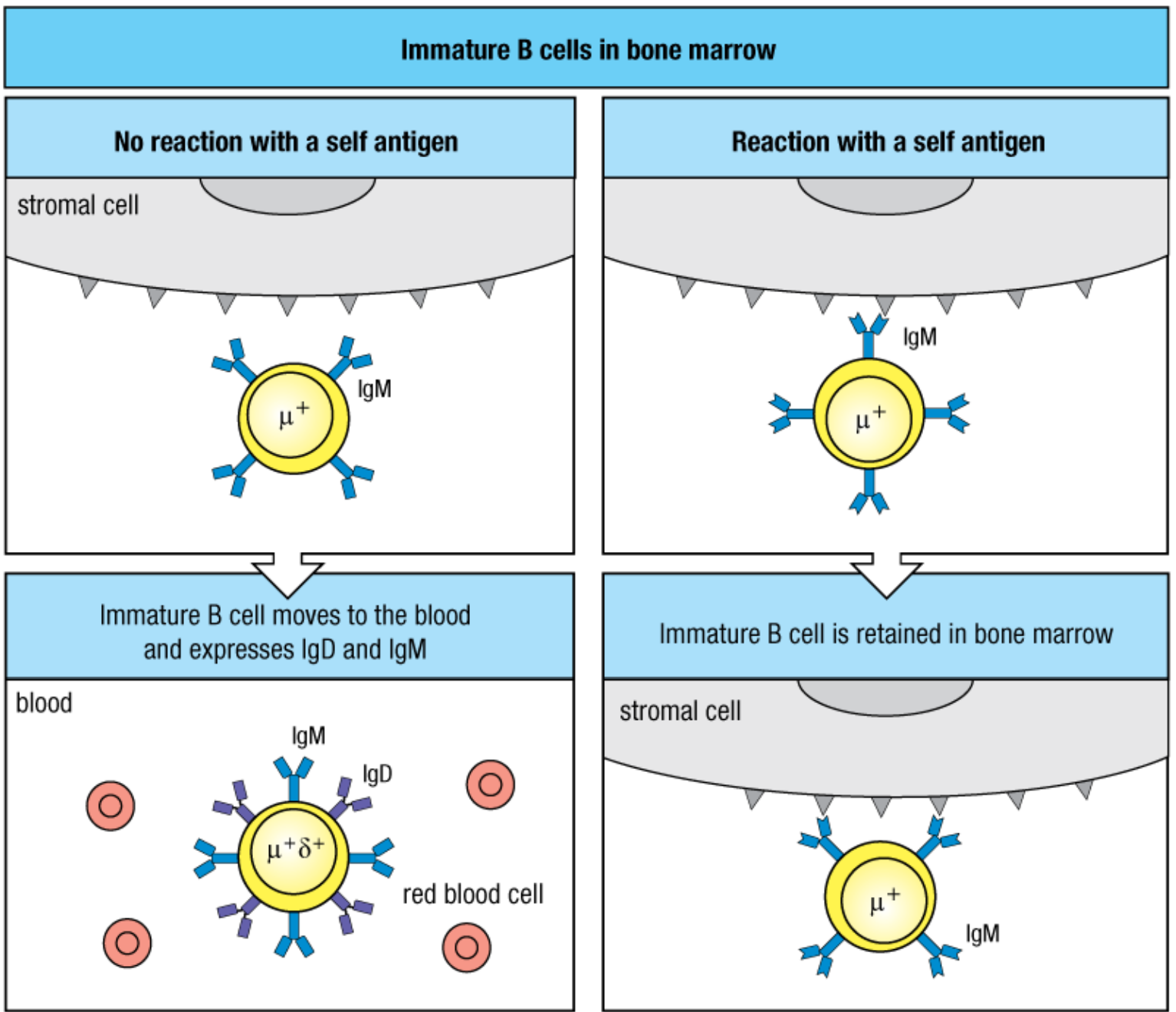 <p>The cell is exported to the peripheral circulation as an immature B cell</p>