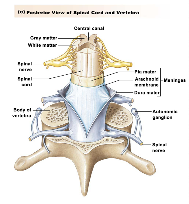 <ul><li><p><strong>Meninges</strong> lie between bone and tissues to stabilize neural tissue and protect from bruising (3 layers)</p></li><li><p><strong>3 layers:</strong></p><ul><li><p>Dura matter </p></li><li><p>Arachnoid membrane</p></li><li><p>Pia matter</p></li></ul></li></ul><p></p>