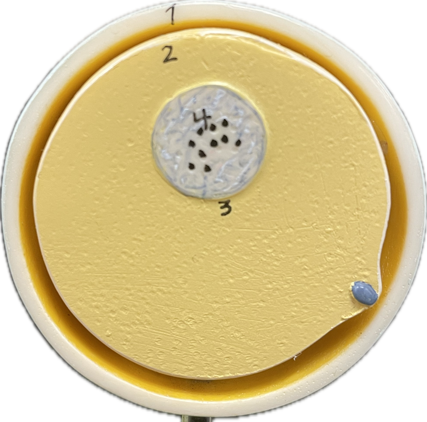 <p>Entering of the spermatozoid</p>