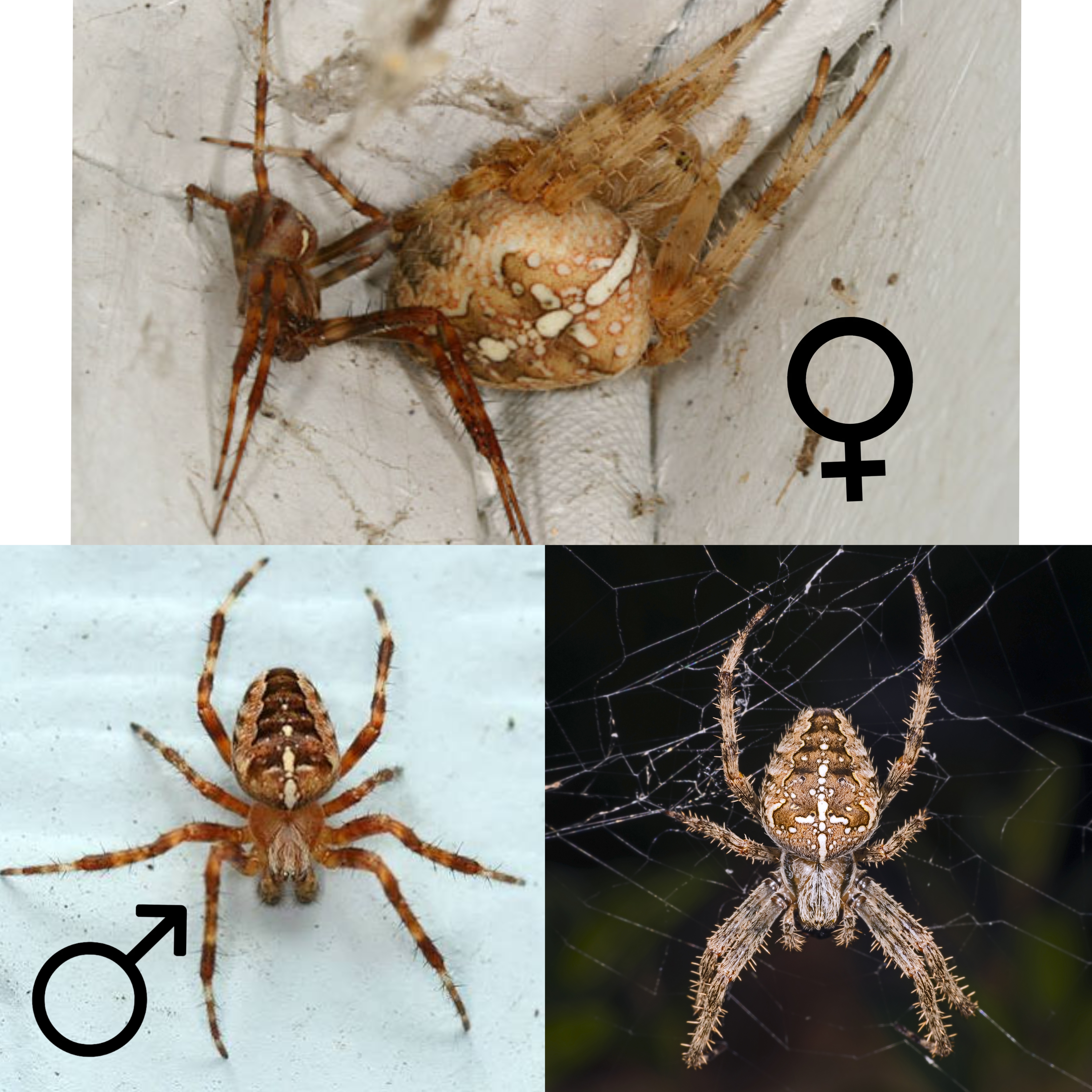 <p>Kmeň: Arthropoda</p><p>Amandibulata</p><p>Podkmeň: Chelicerata</p><p>Trieda: Arachnida</p><p>Rad: Araneae</p>
