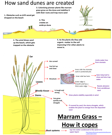 <p><span><strong>Sand dunes</strong></span> are accumulations of sand and other sized sediments that gather on a beach.&nbsp; Sand dunes are created around obstacles on the beach, these could be natural such as a rock or human things such as some waste drift wood or a fence.</p><p>The sea brings sediment to the beach and then the wind redistributes that sediment.&nbsp; When the wind encounters the beach obstacles velocity falls and sediment is DEPOSITED.&nbsp; This makes amount of sand or sediment at the front of the sand dune system, known as an EMBRYO dune.</p><p>Over time, tough plants known as PIONEERS such as Marram grass take root on the dune, their root systems helping to stabilise the sand and fix it in place.&nbsp;</p><p>As these plants die off they add nutrients and humus to the sand dune improving the soil, so more complex plants can move in, such as brambles.</p>
