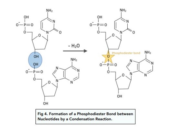 <p><br><span>-a condensation reaction between 2 nucleotides forms a <strong>phosphodiester bond</strong></span></p>