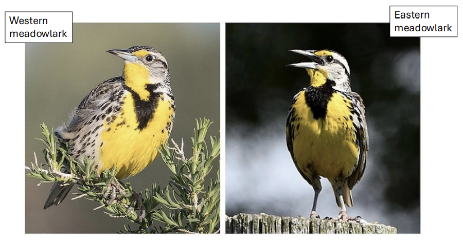 <p>what is a <strong>biological concept?</strong></p>