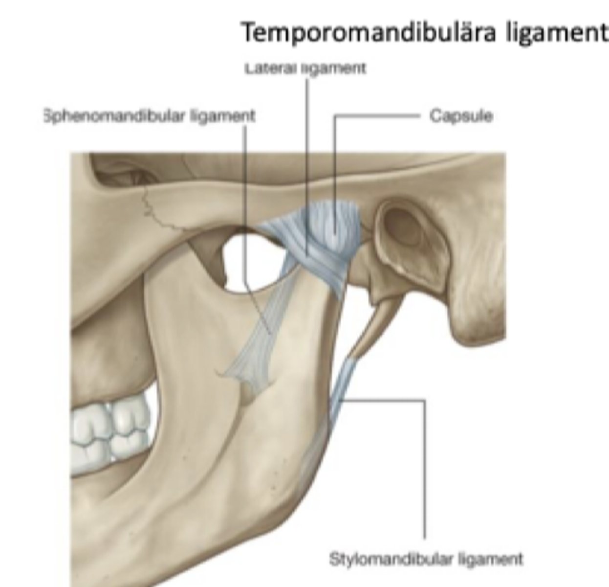 <p>Inre horisontell del</p><p>- Begränsar rörelse posteriort</p><p>- Skyddar bakre diskfäste</p><p>- Skyddar översträckning av m. pterygoideus lateralis</p><p>Yttre sned del</p><p>- Begränsar rotationen vid gapning</p>