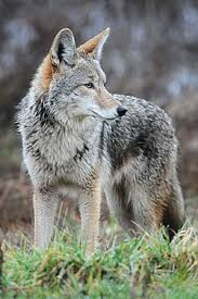 <p>Mammalia,&nbsp;Carnivora, Canidae</p><p>Canis latrans</p><p></p>
