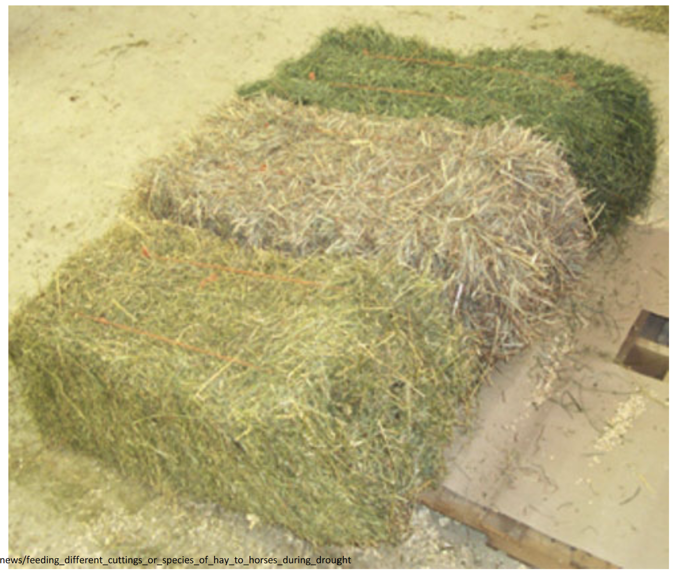 <p>First cut hay: thicker stems, highest in fibre.</p><p>Second cut hay: softer, greener, higher protein but lower fibre, mostly leaves.</p>