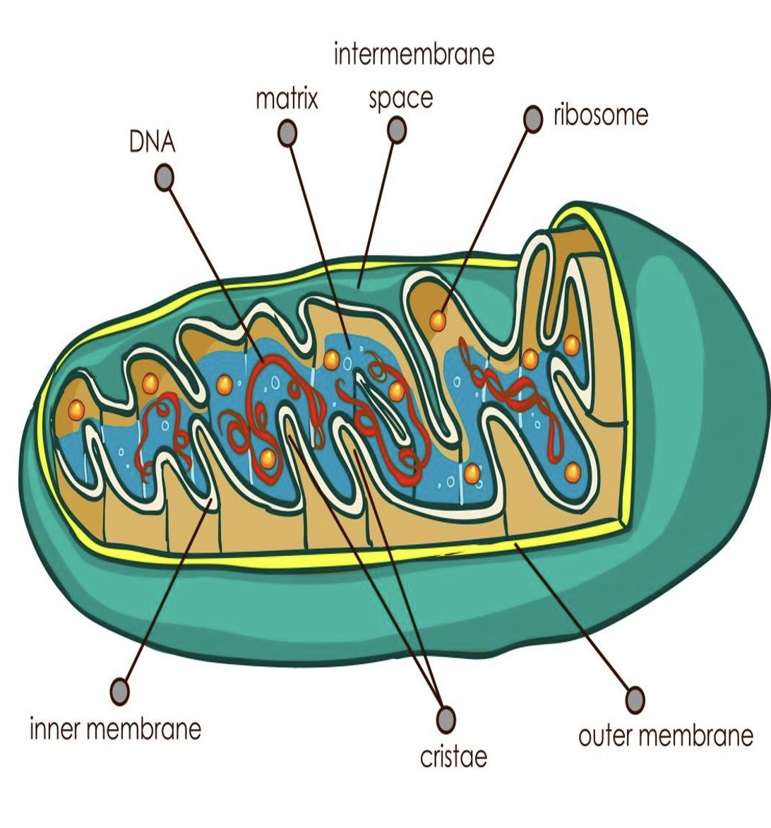 <p>what is mitochondrion?</p>