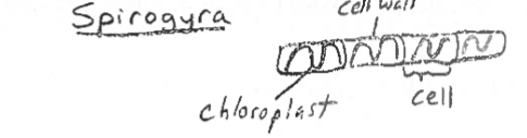 <p>A freshwater, filamentous green algae, spiral chloroplasts</p>