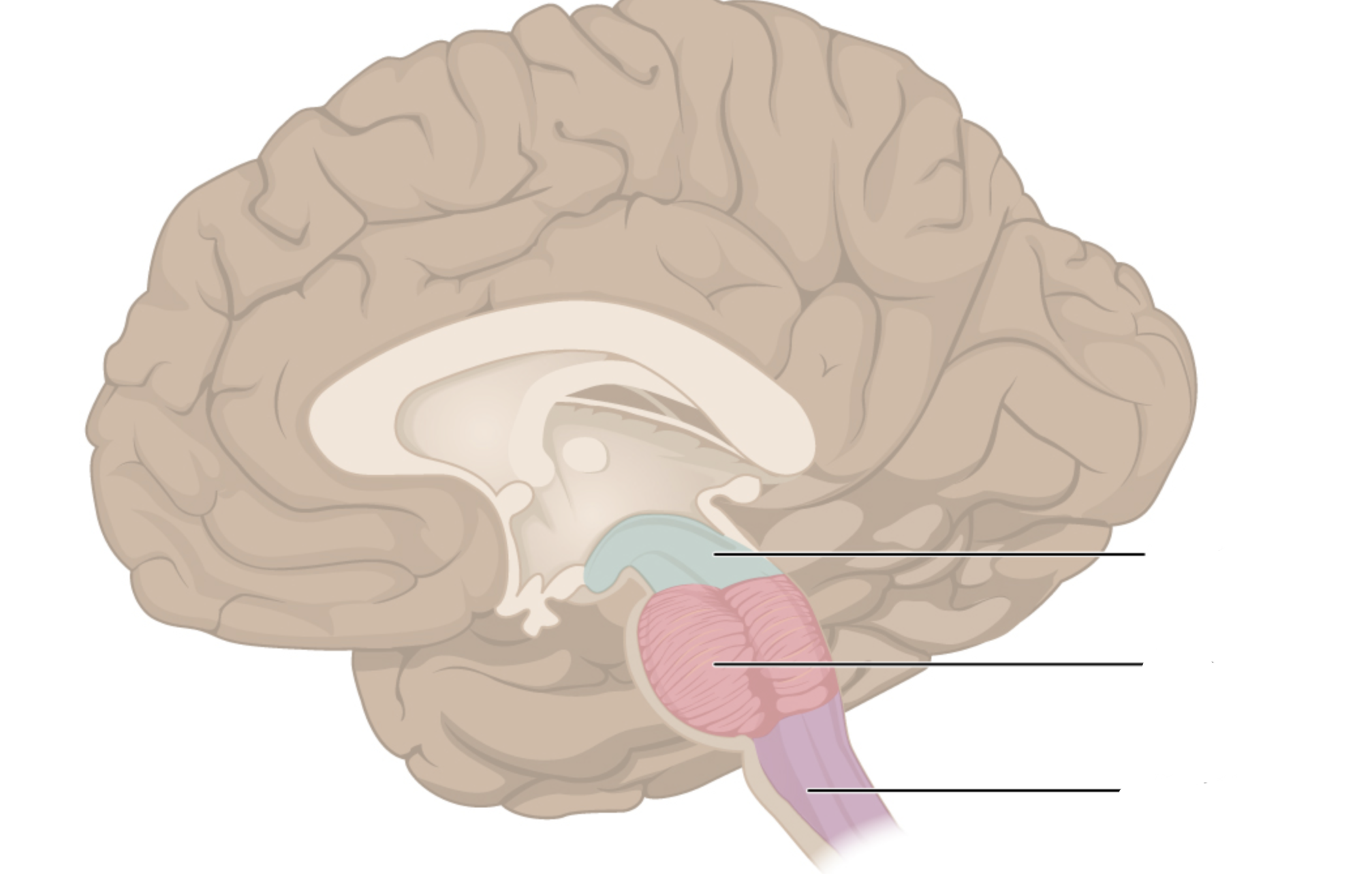 <p>components of the brain stem + their functions?</p>