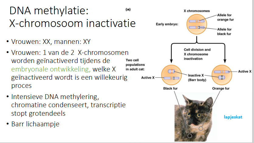 <p>fout, kunnen enkel vrouwelijk zijn</p>