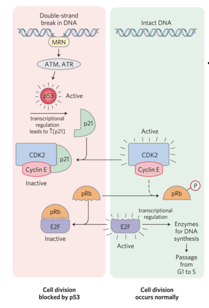 <p>important to control progression through the cycle </p><ul><li><p>DNA must not be synthesized if damaged</p></li><li><p>DNA must be complete before progression to G2</p></li><li><p>check spindles before division</p></li><li><p>phosphorylation of target proteins by active CDKs affect function</p></li></ul><p></p>