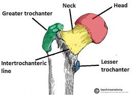 <p>Connects the head to the shaft; helps angle the leg.</p><p></p>