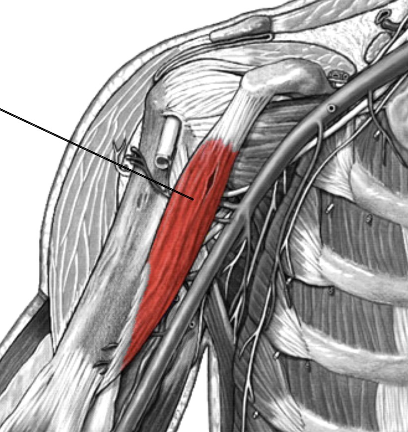 <p>Which muscle of the humerus/shoulder is:</p><ul><li><p>Attached to&nbsp;scapula coracoid process</p></li><li><p>Action: flex &amp; adducts arm</p></li><li><p>Nerve: musculocutaneous</p></li></ul><p></p>