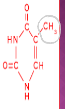 <p>[IDENTIFY THE STRUCTURE OF 5 NUCLEOTIDE]</p>