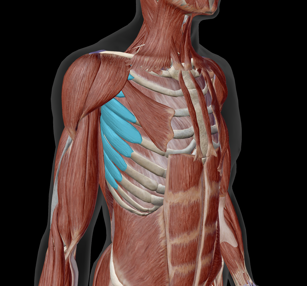 <p>distal attachment?</p>