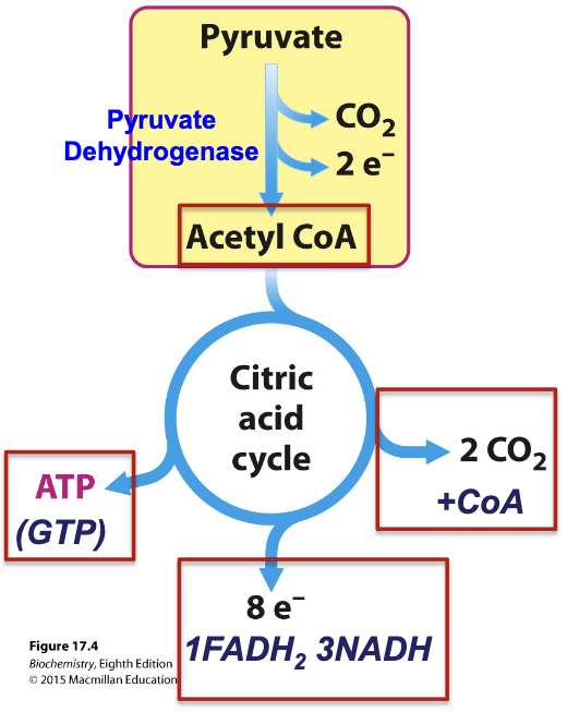 <ul><li><p>Acetyl CoA produced by PDH enters the citric acid cycle→ In one turn of the citric acid cycle, acetyl CoA is oxidized releasing free CoA and two CO<sub>2</sub></p></li><li><p>8 electrons of reducing power produced in form of 3 NADH and 1 FADH<sub>2</sub></p></li><li><p>One high energy phosphate GTP (converted to ATP)</p></li></ul><p></p>