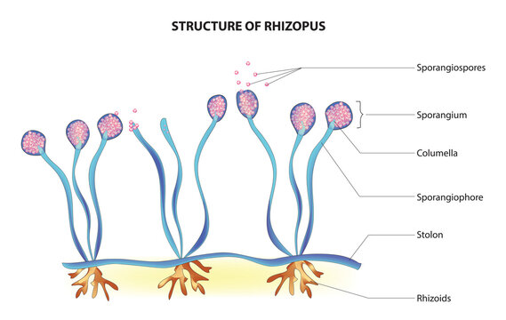 <p><span>thick-walled resting spores called zygospores during sexual reproduction, they typically have coenocytic hyphae, eg. mucorales, rhizopus</span></p>