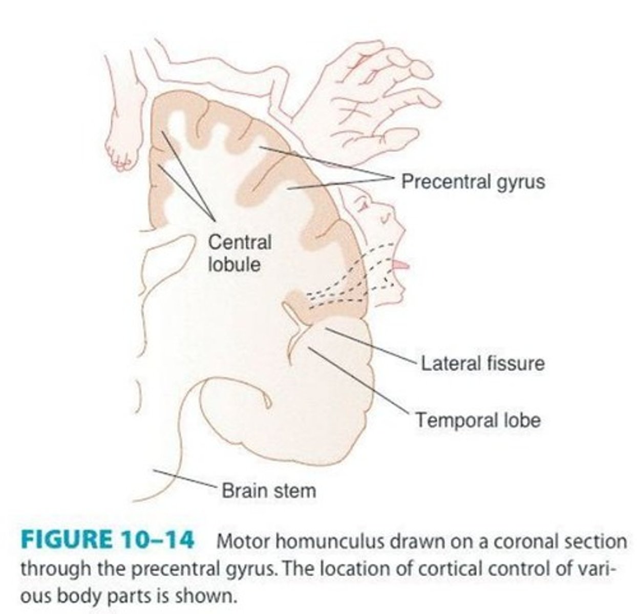 <p>Primary Motor Area for voluntary muscle activation.</p>