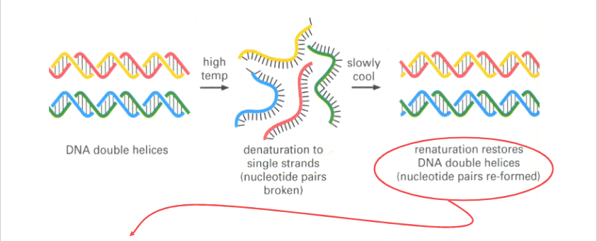 <p>NA Denaturation and Renaturation</p>