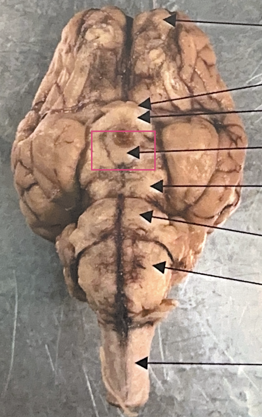 <p>What is this highlighted figure?</p>