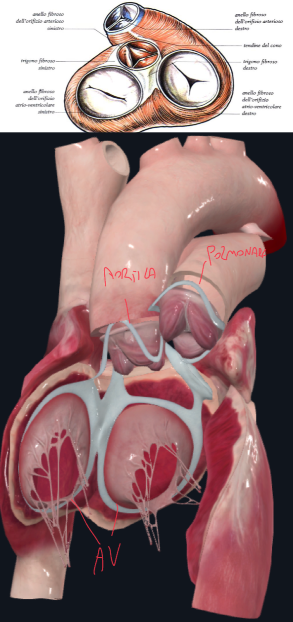<p>Scheletro fibroso del cuore:</p><ul><li><p>E’ ben osservabile dopo la rimozione degli atri</p></li><li><p>Circondano gli orifizi atrioventricolari, dove si inseriscono le cuspidi delle valvole atrioventricolari</p></li><li><p>Gli orifizi atrioventricolari sono completamente circondati da anelli fibrosi, quelli arteriosi no.</p></li><li><p>Funzioni → inserzione cuspidi, isolamento miocardio atriale e ventricolare, che comunicano funzionalmente solo a livello del sistema di conduzione cardiaco</p></li></ul><p>Trigoni Fibrosi:</p><ul><li><p>Tra Anello Fibroso Atrioventricolare Sx e Anello Fibroso Aortico → Trigono Fibroso Sinistro</p></li><li><p>Tra i due Anelli Fibrosi Atrioventricolari e Anello Fibroso Aortico → Corpo Fibroso Centrale che si continua con il Trigono Fibroso Destro</p></li><li><p>Lo scheletro fibroso dell’orifizio polmonare è invece separato dal resto ed è più superiormente → l’unione di esso con l’orifizio aortico avviene tramite il Tendine del Cono Arterioso</p></li></ul><p>Rapporti degli orifizi:</p><ul><li><p>Osservando la faccia sterno costale → l’orifizio polmonare è anteriore a quello aortico, infatti il tronco polmonare maschera l’origine dell’aorta</p></li><li><p>Osservando la base del cuore → abbiamo prima la valvola polmonare, più in alto e in avanti di quella aortica, infine ancora più posterioinferiormente abbiamo le due valvole atrioventricolari</p></li></ul><p>Il Fascio Atrioventricolare:</p><ul><li><p>Attraversa lo scheletro fibroso </p></li><li><p>Prima il corpo fibroso centrale che si continua con la parte membranosa del setto interventricolare, quindi poi attraversa il setto per propagare ai ventricoli</p></li></ul><p></p>