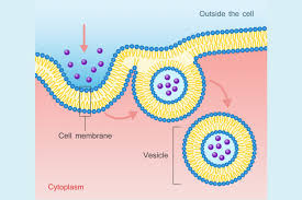 <p>Endocytosis</p>