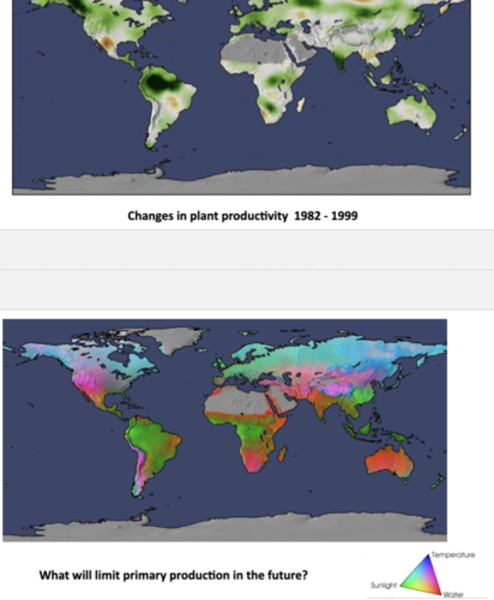<p>The top map shows how plant productivity changed 1982-1999, with green regions representing increased productivity and brown/gray regions representing decreased productivity; lesser productivity generally correlates with lesser carbon uptake in 2009</p><p>-it's predicted that the biggest limit to plant growth will vary by region in the future, but the 3 main ones are water scarcity in arid/semi-arid zones, temperature in polar/high-latitude areas, and sunlight in dense forests; water stress is expected to be the main barrier to primary production globally</p>