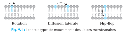 <p>Les lipides dans la bicouche lipidique peuvent se déplacer de manière latérale (c'est-à-dire d'un côté à l'autre dans le même feuillet) et effectuer des mouvements rotatifs (où les lipides tournent sur eux-mêmes). Ces mouvements sont rapides et permettent aux lipides de se réorganiser constamment, ce qui contribue à la fluidité de la membrane.</p>