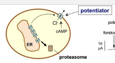 <p>keep channel open to increase chloride transport</p><ul><li><p>drugs: ivacaftor</p></li><li><p>ADRs:</p><ul><li><p>GI (n/d/pain)</p></li><li><p>HA</p></li><li><p>URI</p></li><li><p>nasal congestion/ nasopharyngitis</p></li></ul></li></ul><p></p>