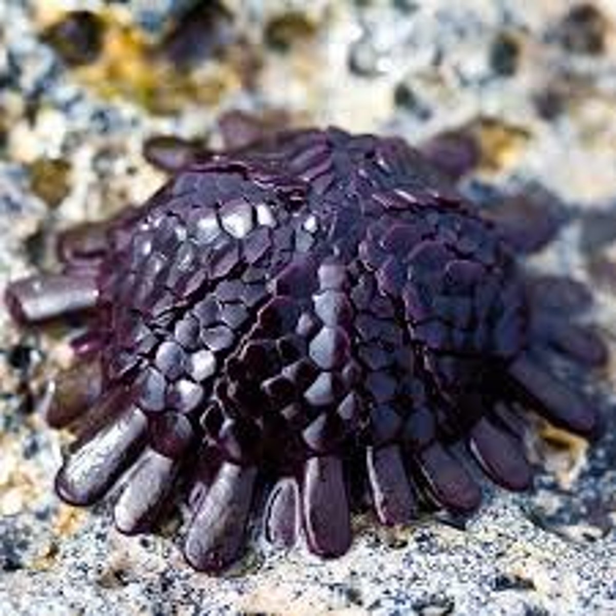 <p><em>Colobocentrotus atratus</em></p>