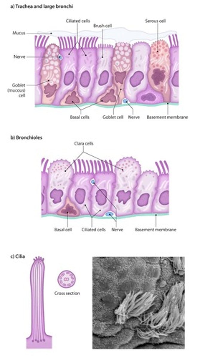 <p>Connects larynx to bronchi; contains ciliated cells.</p>