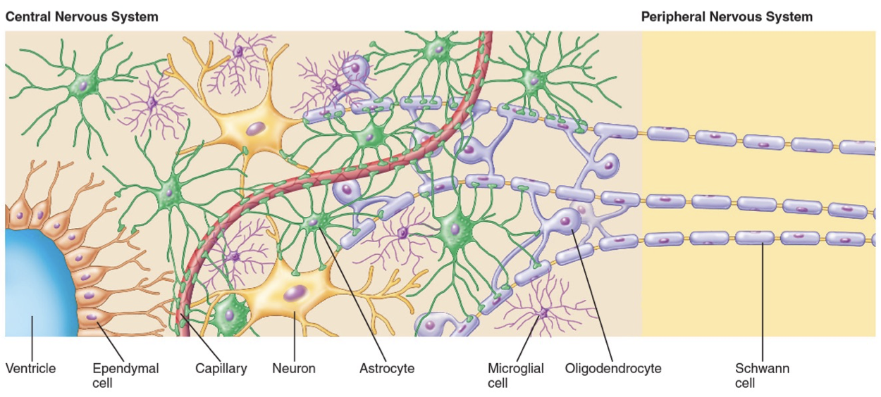 <ul><li><p>Astrocytes: Transport nutrients such as glucose to neuron’s</p></li><li><p>Oligodendrocytes: Produce myelin in the CNS</p></li><li><p>Schwann cells: Produce myelin in the PNS</p></li><li><p>Microglia: Immune cells of the CNS because they phagocytose debris after injury or pathogens to prevent infection.</p></li><li><p>Ependymal cells: Line ventricles and central canal of spinal cord to produce CSF to cushion and provide the brain with nutrients.</p></li></ul><p></p>