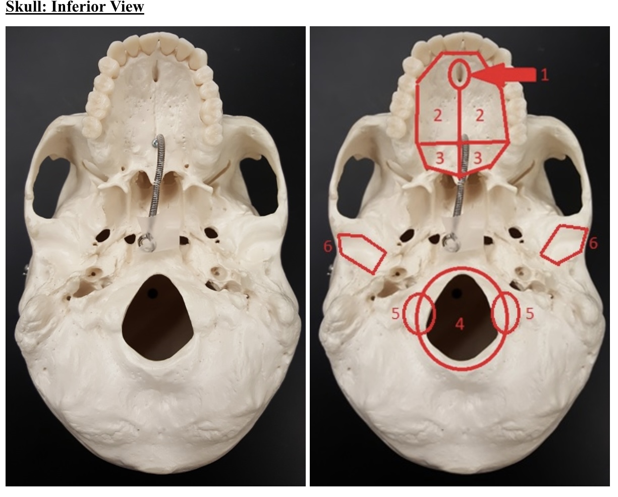 <p>5) name these bumps</p>