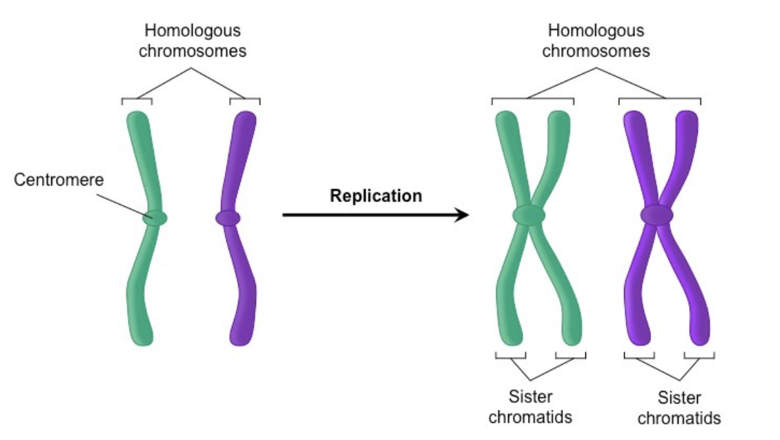 <p>The two duplicated chromatids that are still joined to each other after DNA replication.</p><ul><li><p><span><span>A chromatid is one of the two identical halves of a chromosome that has been replicated in preparation for cell division.</span></span></p></li></ul><p></p>