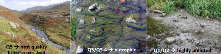 <p>Q-value assigned depending on mix of pollution-sensitive vs pollution-tolerant </p>