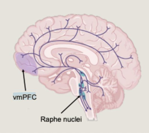 <ul><li><p>generated in the raphe nucleu</p></li><li><p>released throughout the brain</p></li></ul><p></p>
