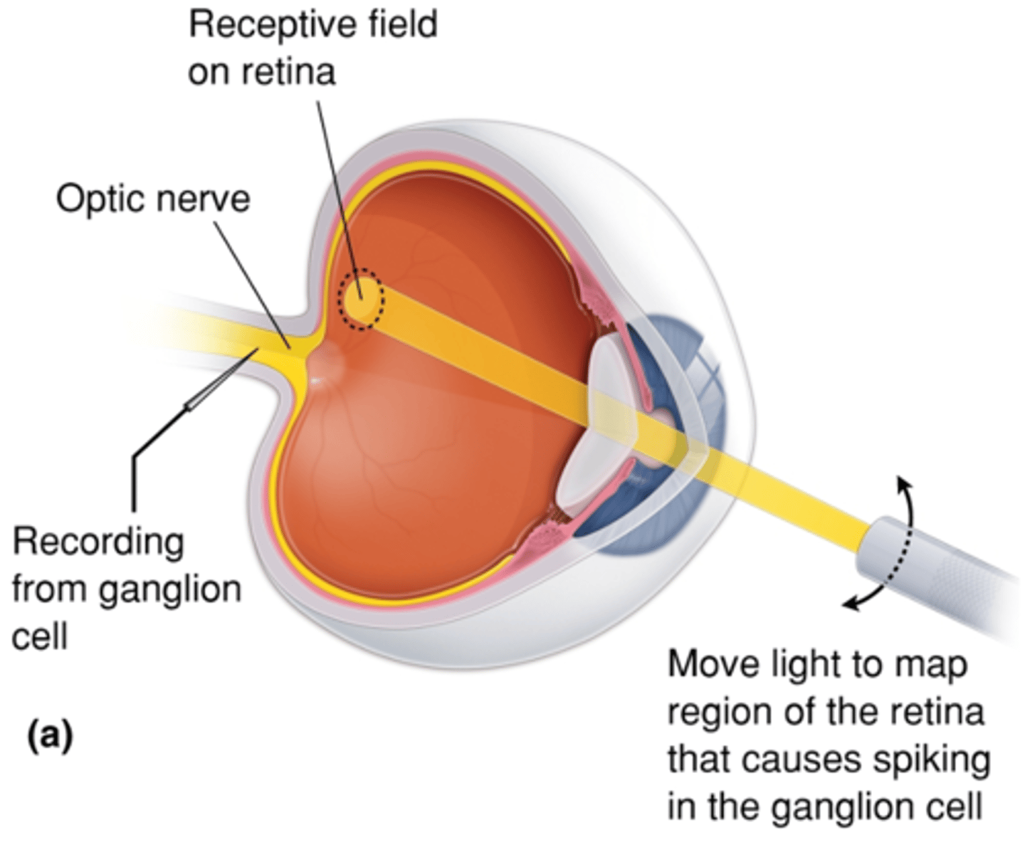 <p>When will retinal ganglion cells fire action potentials?</p>
