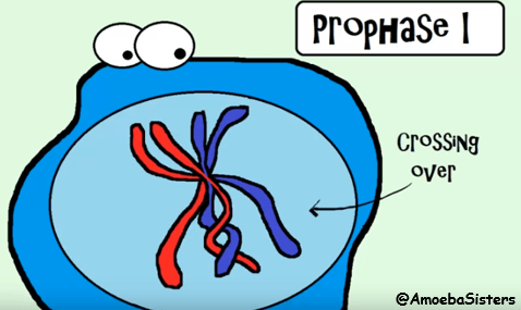 <p><strong>Meiosis</strong> is a type of cell division that <strong><mark data-color="#a9126b" style="background-color: #a9126b; color: inherit">produces haploid gametes</mark></strong> (sex cells) (which are haploid) from <strong><mark data-color="#a3084f" style="background-color: #a3084f; color: inherit">diploid cells</mark></strong>.<br><br>Processes in meiosis that contribute to genetic variation are:</p><ol><li><p><strong>Crossing over</strong> → <mark data-color="#b10983" style="background-color: #b10983; color: inherit">Chromosomes exchange </mark><strong><mark data-color="#b10983" style="background-color: #b10983; color: inherit">alleles</mark></strong>, shuffling genetic material. <br></p></li><li><p><strong>Independent assortment</strong> → <mark data-color="#b90e8a" style="background-color: #b90e8a; color: inherit">The random </mark><strong><mark data-color="#b90e8a" style="background-color: #b90e8a; color: inherit">distribution of chromosomes into gametes</mark></strong> to create different combinations. <br></p></li><li><p><strong>Random fertilization</strong> → <mark data-color="#890d7b" style="background-color: #890d7b; color: inherit">Any sperm can fuse with any egg, creating </mark><strong><mark data-color="#890d7b" style="background-color: #890d7b; color: inherit">millions of possible genetic combinations</mark></strong>.</p></li></ol><p></p>