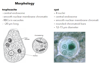 <ul><li><p>host(s), site occupied within host (1º &amp; 2º [i.e., ectopic] infections)</p><ul><li><p>Monoxenous (Humans); 1º: large intestine, 2º: ectopic sites if the conditions are met</p></li></ul></li><li><p>disease caused, pathogenicity, symptoms, diagnosis of infection, treatment, transmission.</p><ul><li><p>Amoebiasis (Amoebic Dysentery); Cyst both infective and diagnostic stage; dysentery, 4-6 loose stools per day, cramps, vomiting, blood in stool; Diagnosis: Large intestine = cysts or trophs in feces, ectopic = x-ray; Antibiotics; fecal contamination of water/food</p></li></ul></li></ul><p></p>