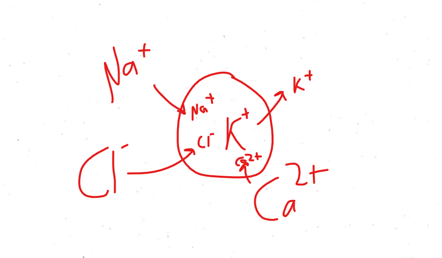<p>What ions are in higher concentration inside the cell? What ions are in higher concentration outside the cell?</p>