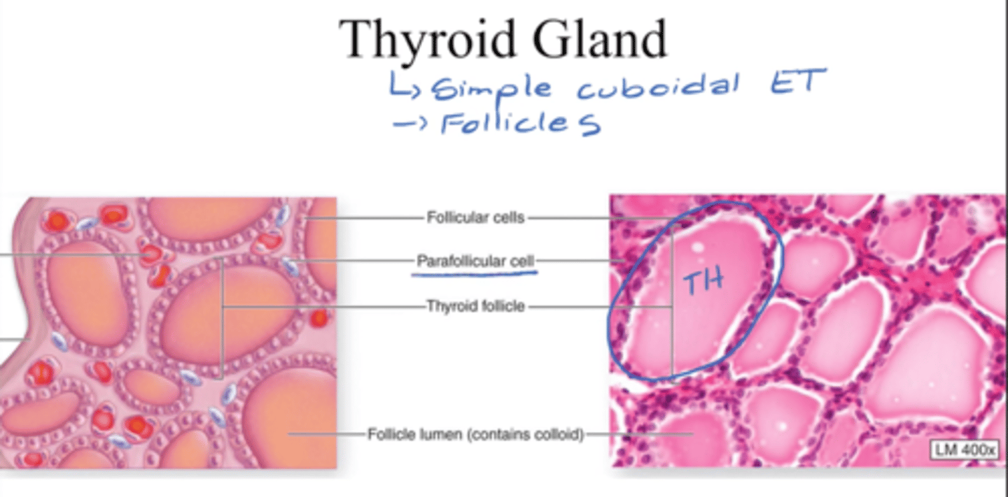 <p>- made of simple cuboidal ET, which make hormone</p><p>- makes follicles &amp; in the middle fills up w/ TH</p>