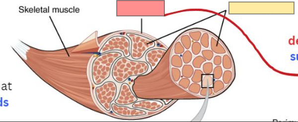<p><strong>dense </strong>connective tissue that <strong>surrounds the entire muscle tissue</strong></p>
