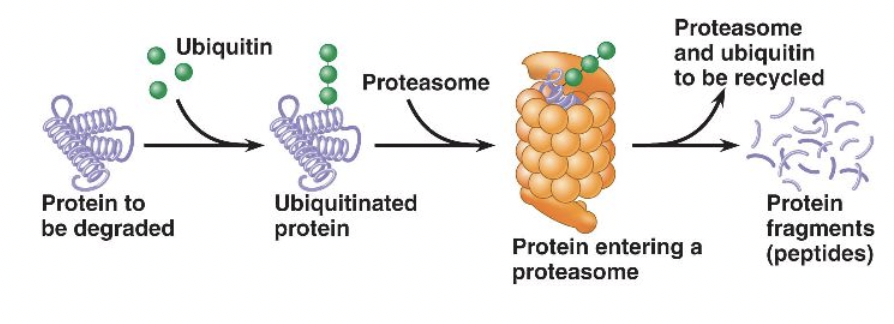 <p><span style="background-color: transparent; font-family: "Proxima Nova", sans-serif;"><span>Many proteins need to be modified to become active usually via phosphorylation. They may be also be modified by the addition of ubiquitin, which triggers proteasomes to break down the protein</span></span></p>