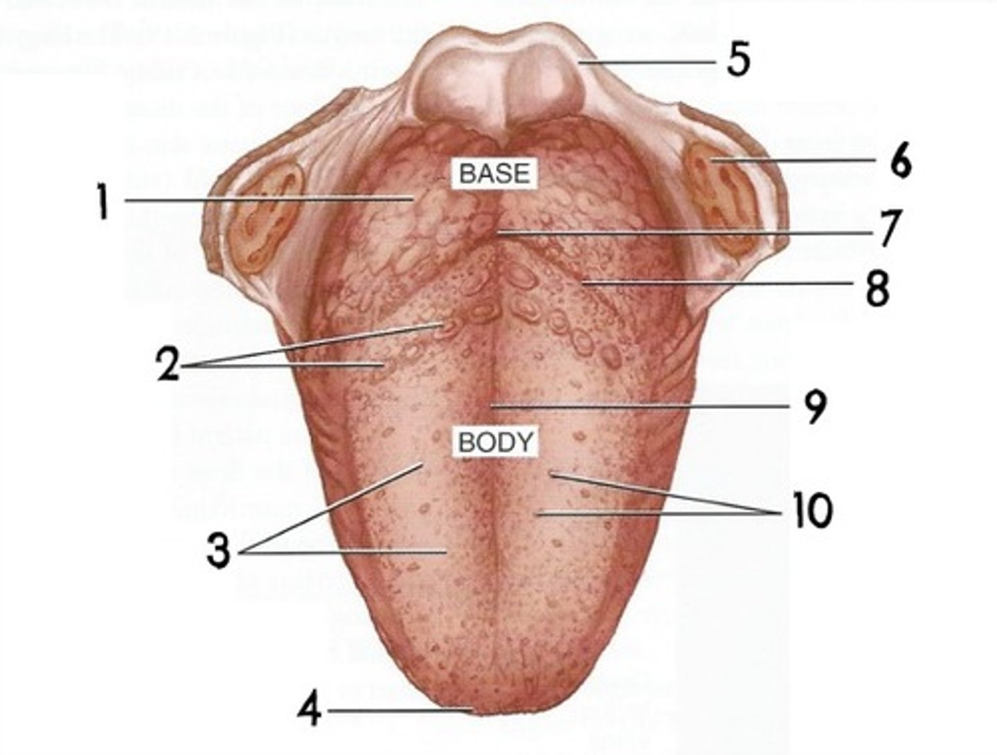 <p>identify areas of the tongue</p>
