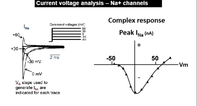<p>walk through this Na+ current family </p>