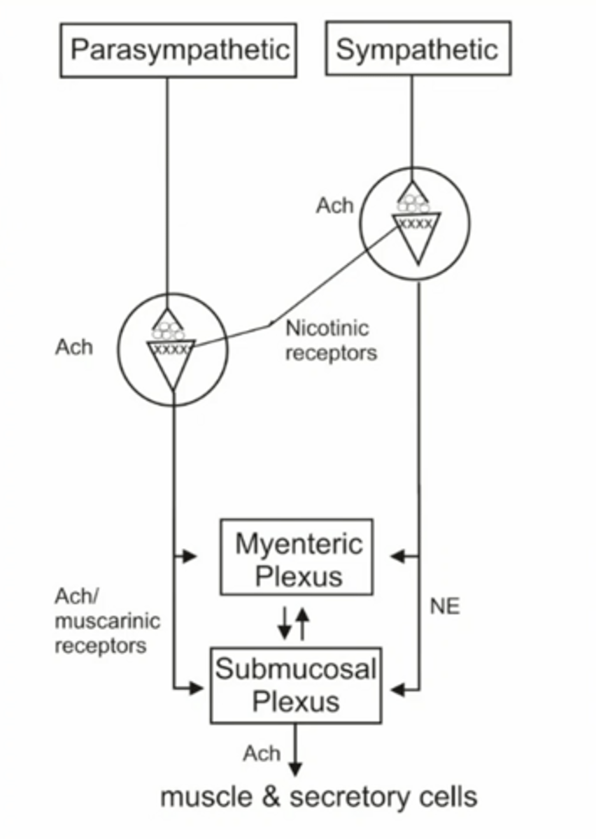 <p>what kind of innervation does the GIT receive?</p>